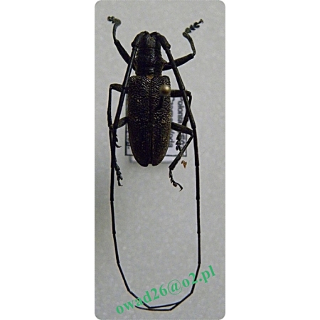 Monochamus galloprovincialis (Olivier , 1795) male Żerdzianka sosnówka